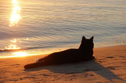 橘猫在海上看日落的头像：时而在楼顶观望日落
