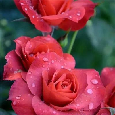 一枝红色玫瑰花微信头像女： 这个世界上的美丽多半大同小异