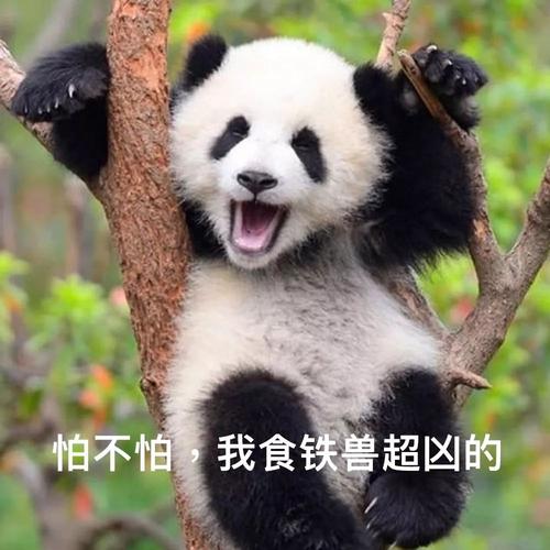 沙雕可爱头像大熊猫图片：年轻算什么？谁没年轻过！你老过吗？真是的。