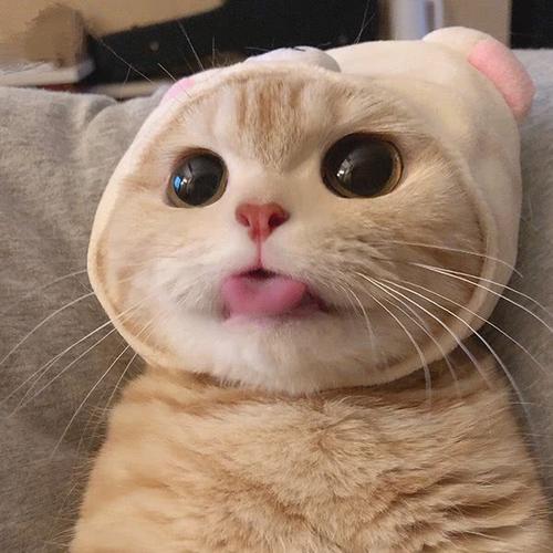 可爱猫的头像表情包