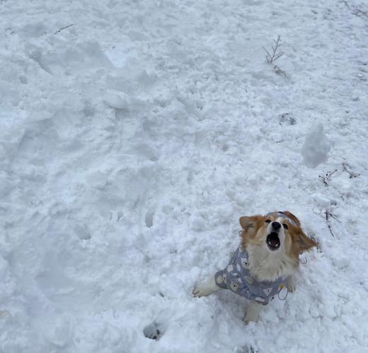 狗狗看雪头像：小猫的嗅觉灵敏