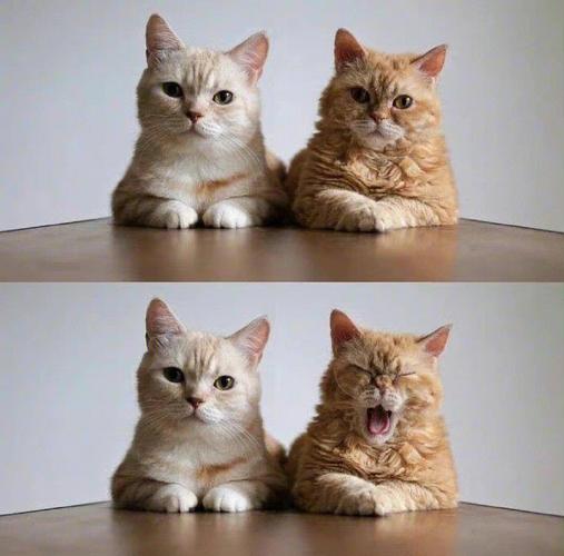 两只猫咪头像意味着啥：当好朋友有了对象以后