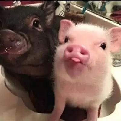 两只猪的情侣头像真实照片：大桶的爆米花和你一起吃