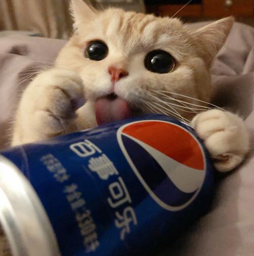 小猫拿可乐的情侣头像：“你这个开心果”