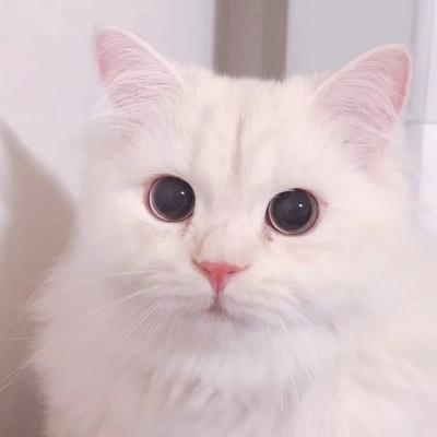 网络头像可爱的猫猫：全世界就这么一个我