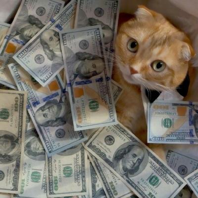 猫咪抱钱的头像可爱：你要裹紧小被子早早睡