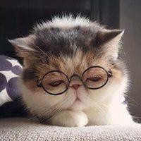 帅气猫戴墨镜头像：委屈就像卡在喉咙里的鱼刺