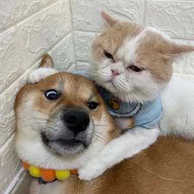 猫和狗的头像高兴：小猫的嗅觉灵敏