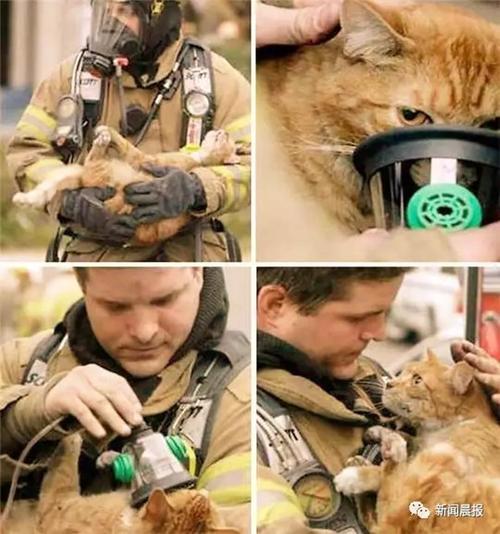 消防员救猫的情侣头像： 我活到十八岁