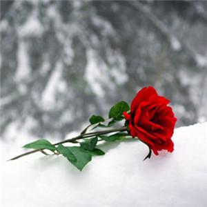 玫瑰唯美头像图片：我愿意做一个不被改变的人 一生为心爱之事奉上全部努力。