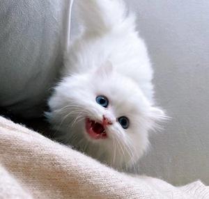 纯白色蓝眼睛猫咪头像：同桌感冒流鼻涕