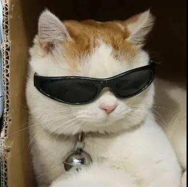 猫戴墨镜霸气图片头像：有些人十句话都不能伤到我