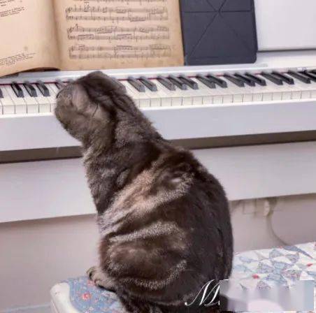 小猫弹钢琴的头像：7 爱情还没有来到