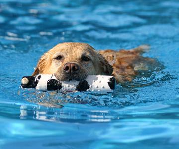 小狗在泳池的头像：夏天我洗澡的时候