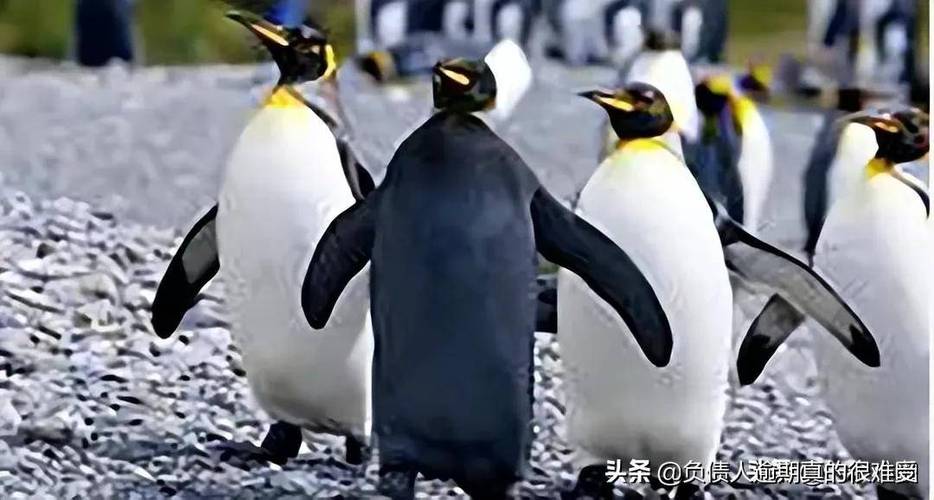 黑化企鹅头像图片：“不是告诉你不可以动我东西吗”“我动什么了”“我左胸口第四根肋骨往里一寸”　　　　