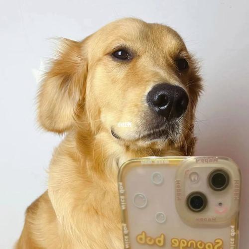 一条狗拿着手机拍照的头像：光 落在你脸上 可 爱一如既往