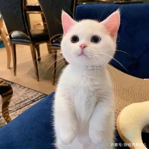 白色幼崽猫咪头像可爱：我不需要你是个盖世英雄