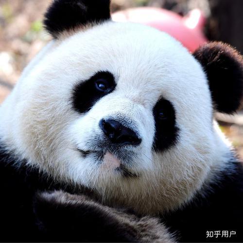 2022熊猫头像女生：多说一句：