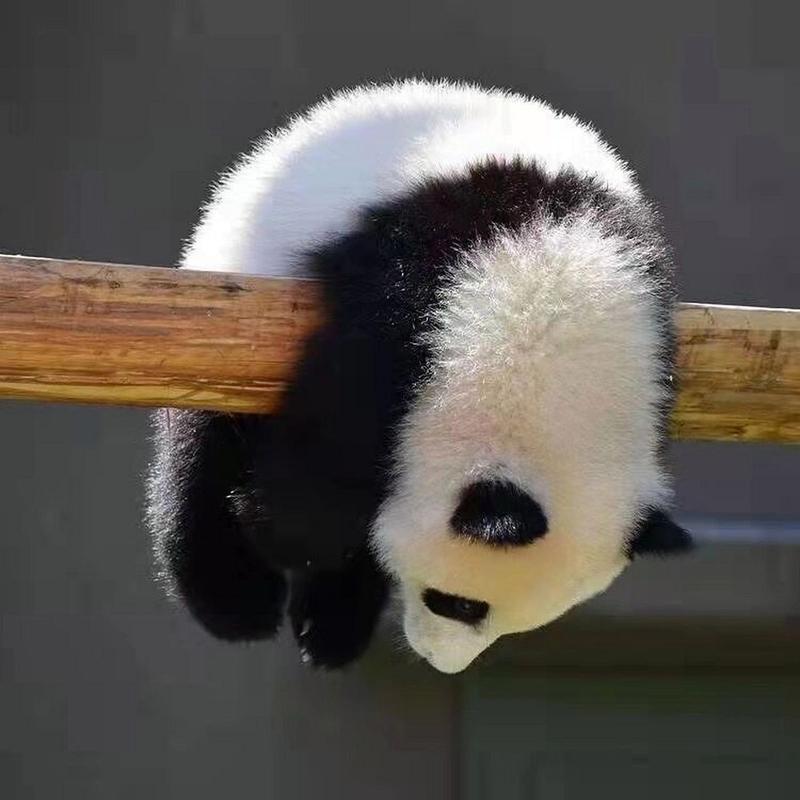熊猫头可爱头像女生真人：每天醒来的第一件事就是想睡觉。