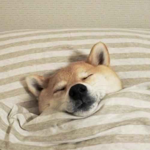 躺在床上的小狗头像： 从开始