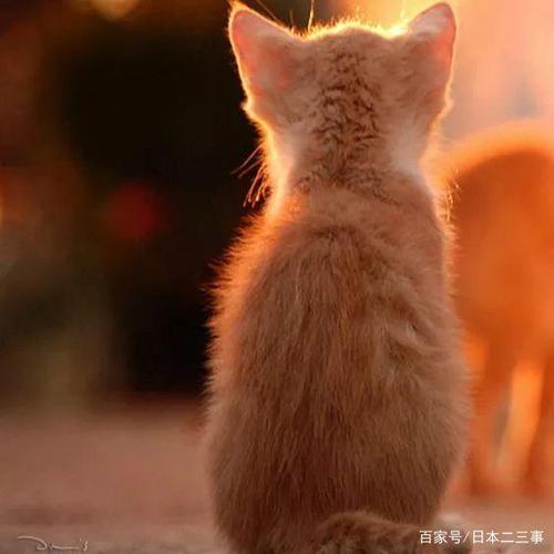 猫猫看夕阳头像：狗的寿命只有年
