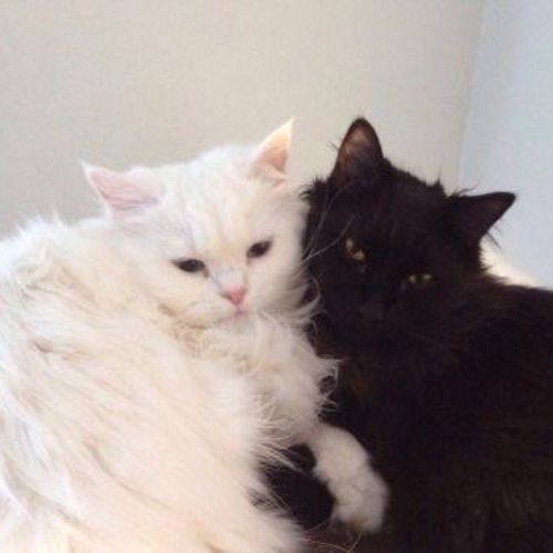 黑猫白猫情侣头像图片真实：幸而有你相伴