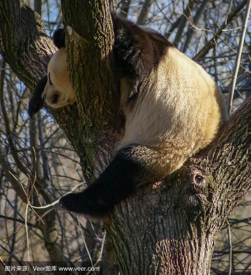 熊猫坐树杈图片头像女：没有鸡毛蒜皮都计较的小心眼