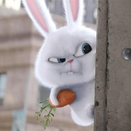 沙雕图片头像动物兔子可爱：为什么一看书