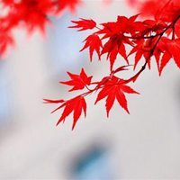 鲜红的枫叶头像： 南方以南