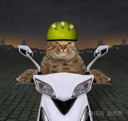 骑电动车的猫头像：“你为什么没有继续谈第二场恋爱？”“心里还有一个人