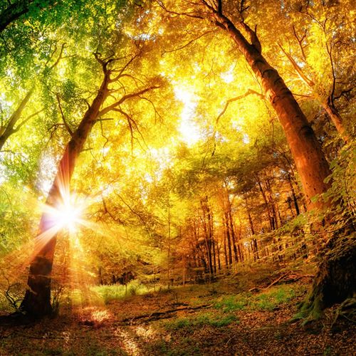 金色树林的图片头像：时光