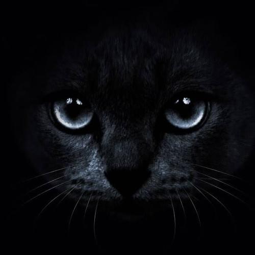 孤独黑猫咪头像图片：若逢新雪初霁