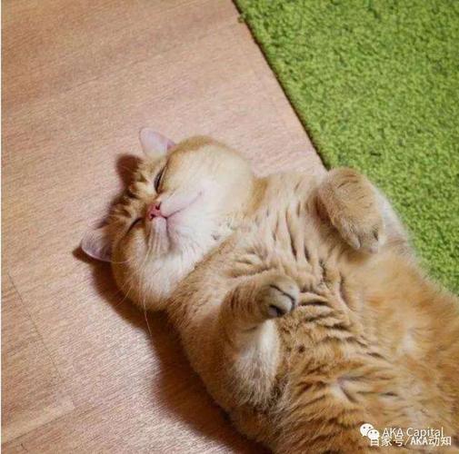 躺下的猫咪头像：有一种幸福叫儿女
