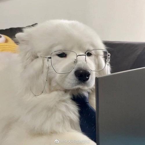 狗戴墨镜玩电脑头像： 比喜欢多一点是心动