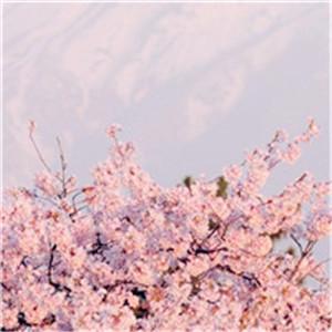 各大樱花博主的头像：世界也因为欣赏和聆听而美丽。