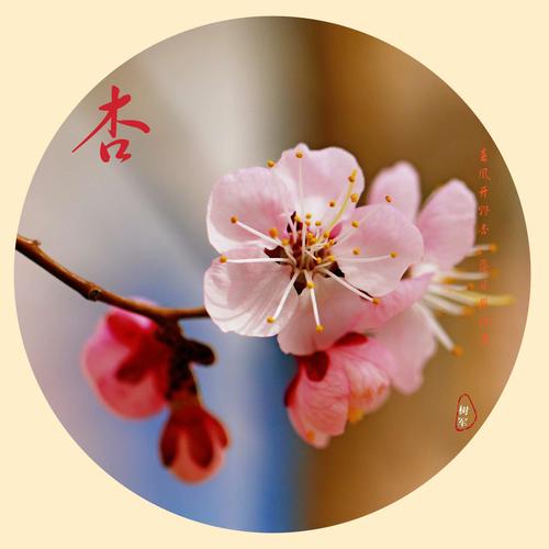 春天的杏花图片头像大全：桃花开了
