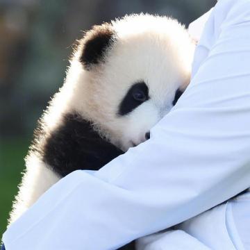大熊猫小时候的照片头像：希望自己自由自在 迷人可爱