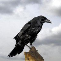 黑乌鸦头像 图文并茂：人年轻的时候经历种种磨难并不是件可怕的事情。经历过的事情