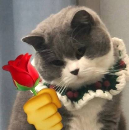 小猫拿着玫瑰花的头像： 真正的爱情不会败给距离