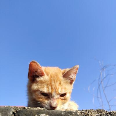 一个背靠蓝天在大街上的猫头像：成功升级0版本 美丽升级加倍