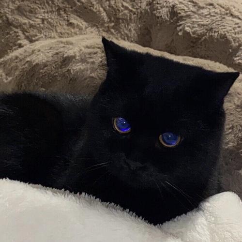直立坐着的黑色猫咪头像：立春到