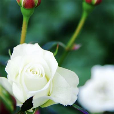 微信头像白玫瑰花图片大全唯美：迷人微笑是你的名片