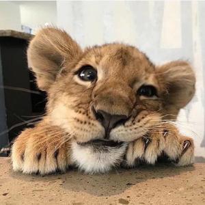 可爱的小狮子的头像图片：愿你眼中常有光 愿你能活成你想要的样