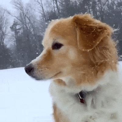 网红小狗在雪地的头像是谁：朕要回幼儿园深造