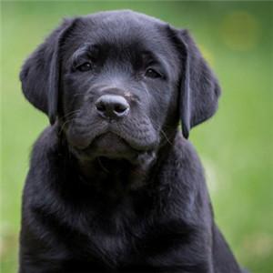 黑色可爱小狗头像： 对你的偏爱太过于明目张胆。