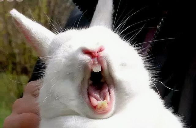 三颗牙齿的兔子头像：痛过之后就不会觉得痛了