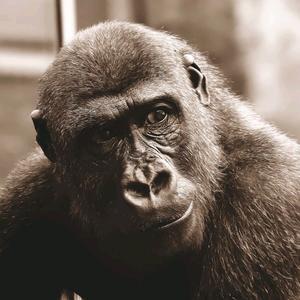可爱大猩猩动物头像： 公子以身相许于我