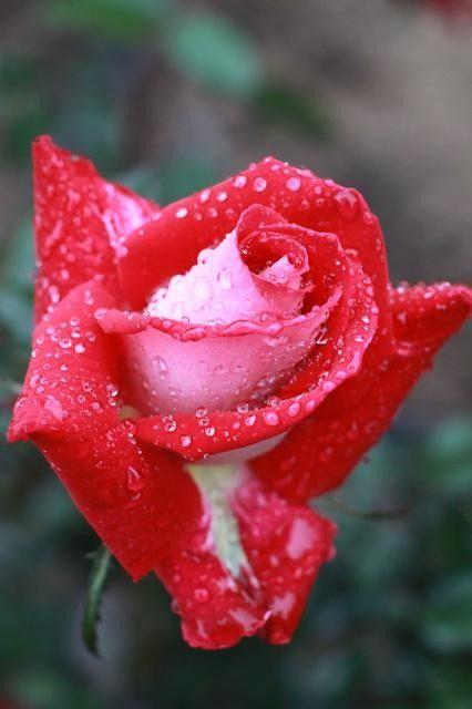 风雨中的玫瑰头像：好好活着