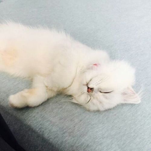 白色小猫被窝睡觉头像：一丝暖风平安夜