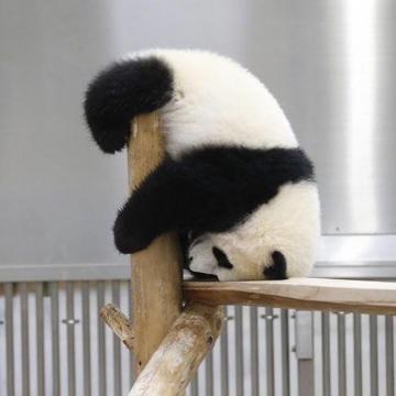 扶着墙的熊猫头像：你的热情给错了人